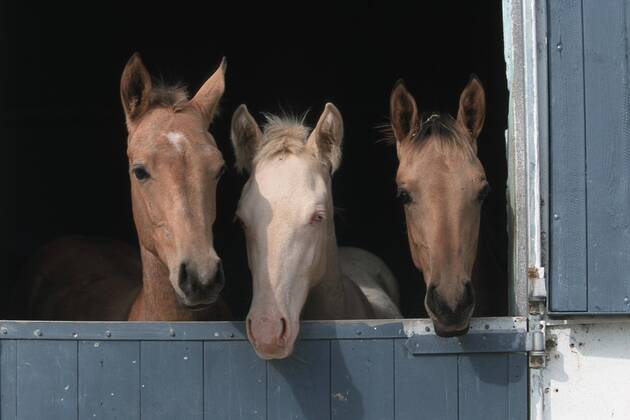 Achal-Tekkiner (Equus przewalskii f. caballus), Trio schaut aus Box Akhal-Teke horse (Equus przewalskii f. caballus), trio looking out of box BLWS006952