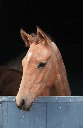 Achal-Tekkiner (Equus przewalskii f. caballus), Portrait, in Box Akhal-Teke horse (Equus przewalskii f. caballus), portrait, in box BLWS006953