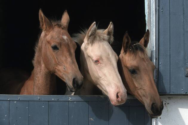 Achal-Tekkiner (Equus przewalskii f. caballus), Trio schaut aus Box Akhal-Teke horse (Equus przewalskii f. caballus), trio looking out of box BLWS006954