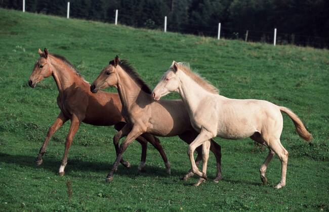 Achal-Tekkiner (Equus przewalskii f. caballus), Trio auf Weide Akhal-Teke horse (Equus przewalskii f. caballus), trio on pasture BLWS006955