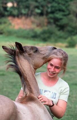 Achal-Tekkiner (Equus przewalskii f. caballus), Maedchen streichelt Pferd Akhal-Teke horse (Equus przewalskii f. caballus), girl strocking horses BLWS006958