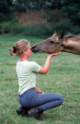 Achal-Tekkiner (Equus przewalskii f. caballus), Maedchen streichelt Pferd Akhal-Teke horse (Equus przewalskii f. caballus), girl strocking horses BLWS006959