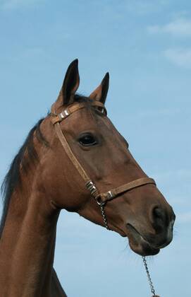 Achal-Tekkiner (Equus przewalskii f. caballus), Portraet Akhal-Teke horse (Equus przewalskii f. caballus), portrait BLWS006961