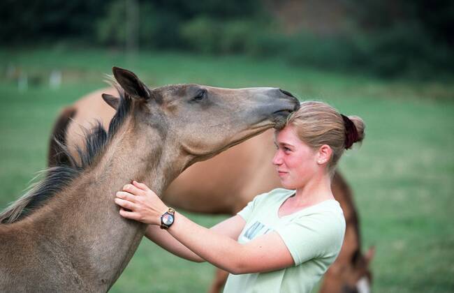 Achal-Tekkiner (Equus przewalskii f. caballus), mit Maedchen Akhal-Teke horse (Equus przewalskii f. caballus), with girl BLWS006962