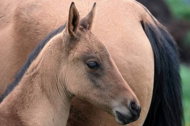 Achal-Tekkiner (Equus przewalskii f. caballus), Fohlen Akhal-Teke horse (Equus przewalskii f. caballus), foal BLWS006963
