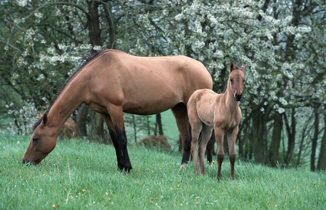 Achal-Tekkiner (Equus przewalskii f. caballus), weidende Stute mit Fohlen Akhal-Teke horse (Equus przewalskii f. caballus), grazing mare with foal BLWS006964
