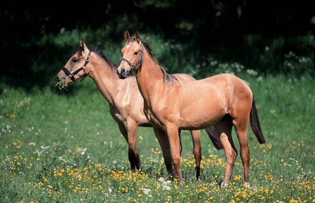 Achal-Tekkiner (Equus przewalskii f. caballus), auf Weide stehend Akhal-Teke horse (Equus przewalskii f. caballus), standing on pasture BLWS006965
