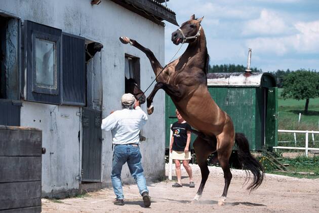 Achal-Tekkiner (Equus przewalskii f. caballus), Hengst steigt vor Stutenstall Akhal-Teke horse (Equus przewalskii f. caballus), stallion, rearing up BLWS006966
