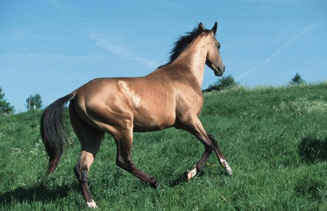 Achal-Tekkiner (Equus przewalskii f. caballus) Akhal-Teke horse (Equus przewalskii f. caballus) BLWS006968