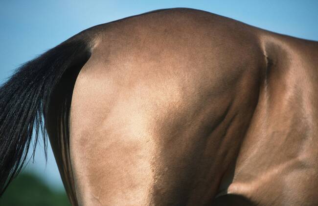 Achal-Tekkiner (Equus przewalskii f. caballus), Detailaufnahme Hinterhand Akhal-Teke horse (Equus przewalskii f. caballus), detail of the backfeet BLWS006969