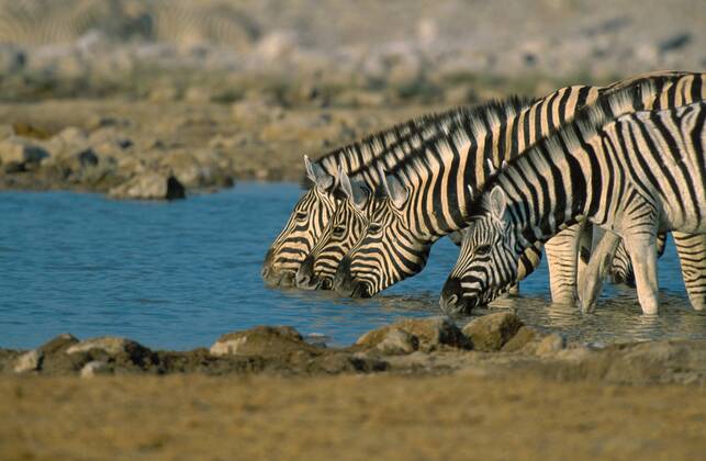 Damara-Zebra, Damarazebra, Damara-Steppenzebra, Damarasteppenzebra, Steppenzebra, Steppen-Zebra (Equus quagga antiquorum, Equus quagga damara), vier trinkende Tiere an Wasserstelle, Namibia, Etoscha NP Damara-Zebra (Equus quagga antiquorum, Equus quagga damara), four individuals drinking at waterhole, Namibia, Etosha NP BLW037584