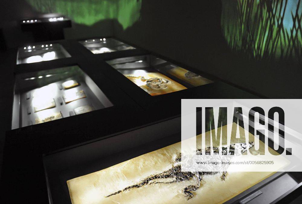 Mossel Pit Fossils from Messel Pit near Darmstadt, central Germany, are pictured ...
