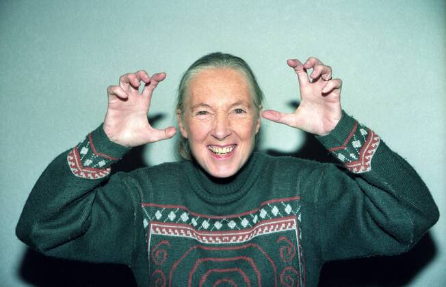 IMAGO ICONS: Jane Goodall - Jane Goodall - Farbnegativ 12 97 kri Frau Forschung Wissenschaft Soziologie Verhalten Universität grauhaarig leger langhaarig Pferdeschwanz Pullover Portrait quer gestikulierend posierend Grimasse Affen