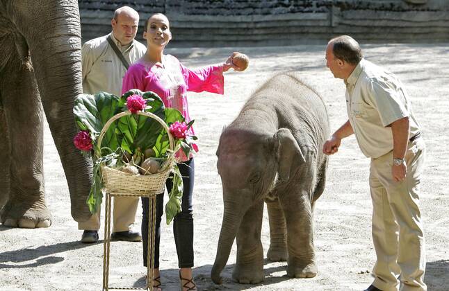 Nandini Mitra Fernseh-Moderatorin Nandini Mitra tauft mit Kokosmilch das Elefanten-Baby Shahrukh im Hamburger Tierpark Hagenbeck Foto:xU.xGlockmannx xFuturexImage
