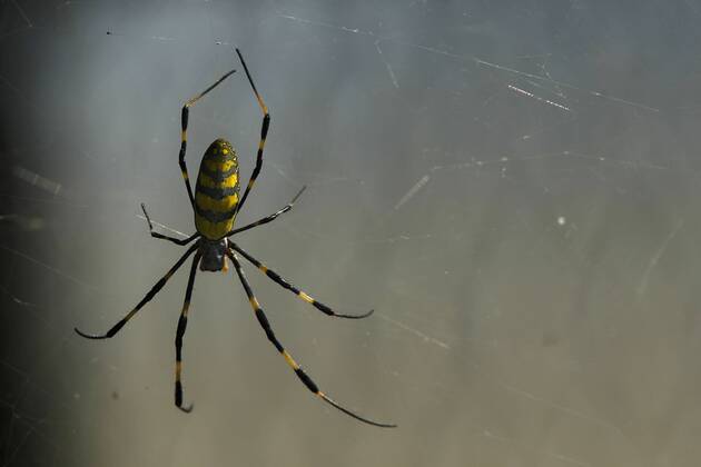 Motorsports: FIA Formula One World Championship 2012, Grand Prix of Japan Motorsports: FIA Formula One World Championship 2012, Grand Prix of Japan, spider, Spinne, animal, Tier, insect, Insekt, Netz, Spinnennetz, Spinnen HOCHxZWEI