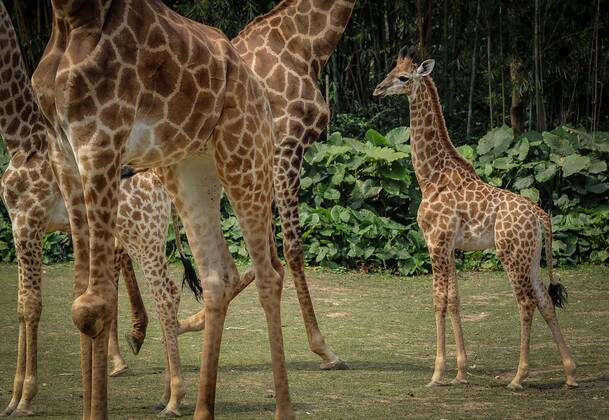 (130306) -- GUANGZHOU, March 6, 2013 (Xinhua) -- A newborn giraffe (R) with a height of 1.8 meters is seen at the Chimelong Safari Park in Guangzhou, capital of south China s Guangdong Province, March 6, 2013. The park has witnessed a reproductive peak since the beginning of the lunar new year with a lot of newborn animals of dozens of species added to the zoo. (Xinhua Liu Dawei) (mp) CHINA-GUANGZHOU-NEWBORN ANIMALS (CN) 