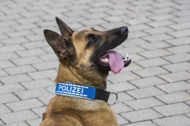 Polizeihund, belgischer Schäferhund, mit Polizeihalsband. Schutzhund, Spürhund.
