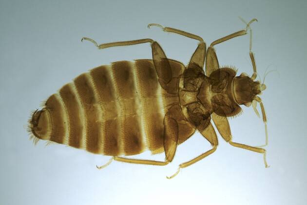 Gemeine Bettwanze, Bettwanze, Bett-Wanze, Hauswanze, Haus-Wanze (Cimex lectularius), im Durchlichtmikroskop Bedbug, Common bedbug, Wall-louse (Cimex lectularius), optical microscope picture BLW053421