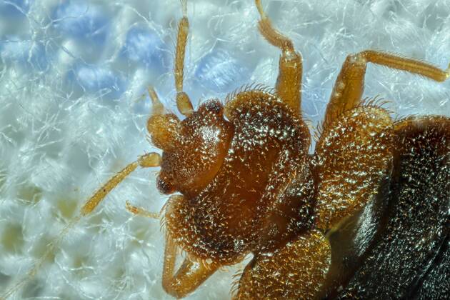 Gemeine Bettwanze, Bettwanze, Bett-Wanze, Hauswanze, Haus-Wanze (Cimex lectularius), Portraet Bedbug, Common bedbug, Wall-louse (Cimex lectularius), portrait BLWS361464