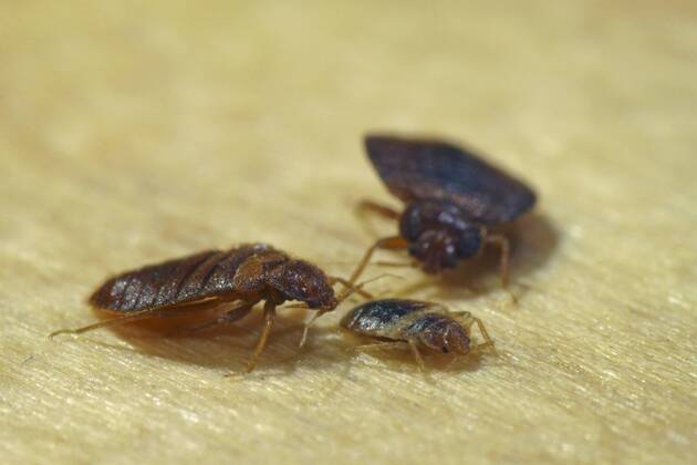 Gemeine Bettwanze, Bettwanze, Bett-Wanze, Hauswanze, Haus-Wanze (Cimex lectularius), Bettwanzen mit Larve Bedbug, Common bedbug, Wall-louse (Cimex lectularius), two bedbugs with larva BLWS361468