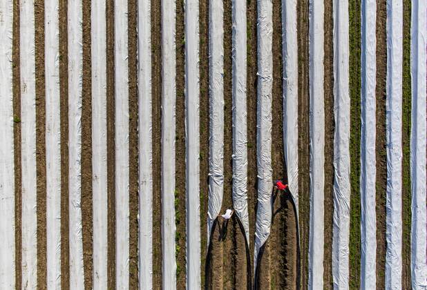 Spargelernte am Niederrhein, Arbeiter decken Spargeldämme mit Folie ab, unter der Folie wächst der Spargel früher und schneller