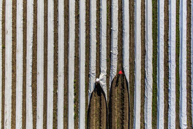 Spargelernte am Niederrhein, Arbeiter decken Spargeldämme mit Folie ab, unter der Folie wächst der Spargel früher und schneller
