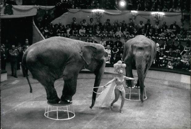 IMAGO ICONS: Josephine Baker Mar. 04, 1961 - Josephine Baker as elephant tamer at artists charity show: The annual charity shows organised by the Union of Paris artists was held at Cirque D Hiver, Paris, Last Night. Photo shows Josephine Baker showing her act of Elephant Tamer.  - ZUMAk09