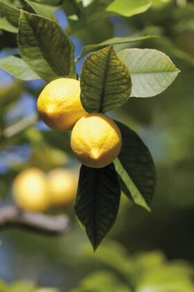 Lemon tree, close up  CSF014811