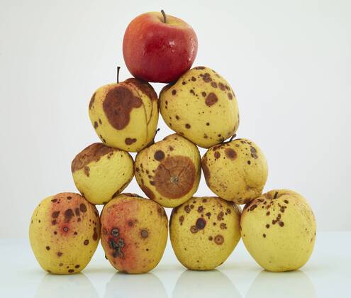Pyramid of rotten apples with a fresh red one on top  AKF000320