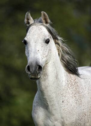 Germany, Baden-Wuerttemberg, Arabian horse, Equus ferus caballus property released SLF000399