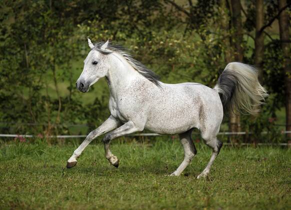 Germany, Baden-Wuerttemberg, Arabian horse, Equus ferus caballus property released SLF000400