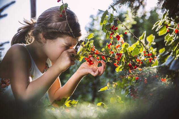 Germany, Northrhine Westphalia, Bornheim, Girl inspecting currant bushes model released Symbolfoto property released  MFF001215