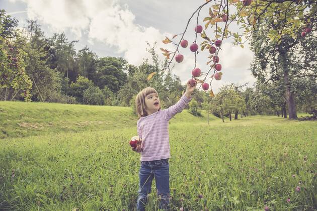 Little picking apples from a tree model released Symbolfoto  LVF001784