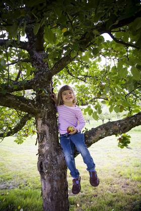 Portrait of smiling little girl with an apple sitting on an apple tree model released Symbolfoto  LVF001796