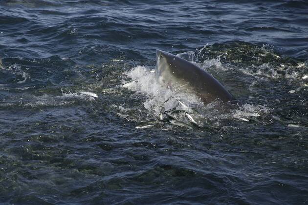 Copper shark bronze whaler (Carcharhinus brachyurus) lunges through bait ball of Sardines, filling its mouth during annual Sardine Run off the Wild Coast Transkei of South Africa, Indian Ocean 1211678 DougxPerrine