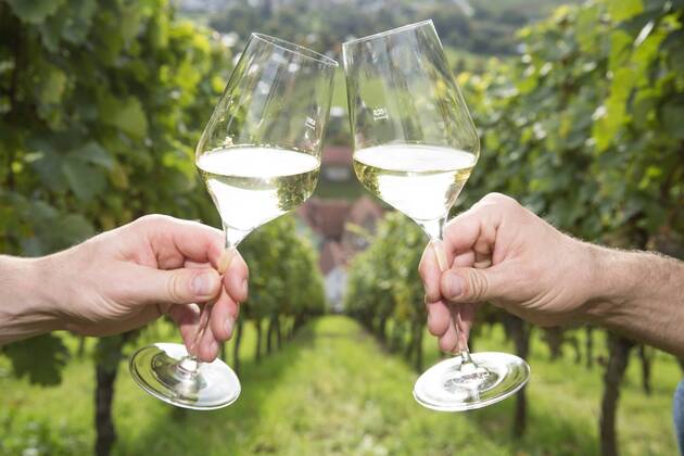 IMAGO Creative, Sommer, Weinfeste und Weinwanderungen Germany, Bavaria, Volkach, clinking glasses in vineyard model released Symbolfoto property released  FKF000790