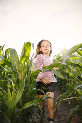 Little girl running through maize field model released Symbolfoto  FKIF000073