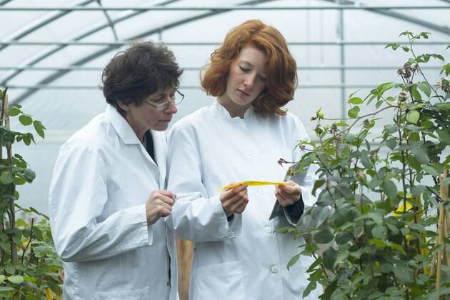 IMAGO Creative: Business, Innovative Technologie-Lösungen Two female scientists controlling plants in a greenhouse model released Symbolfoto property released  SGF001218