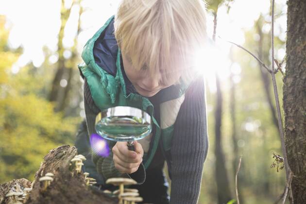 Little boy watching mushrooms with magnifying glass in a forest model released Symbolfoto  PDF000810