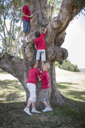 South Africa,Boys on field trip climbing tree model released Symbolfoto  ZEF003939