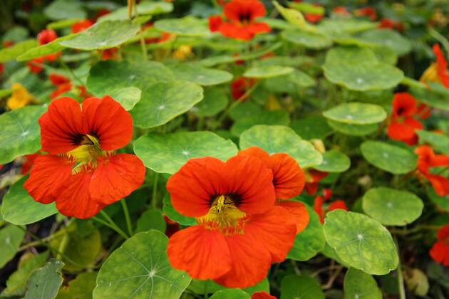 Grosse Kapuzinerkresse, Grosse Kapuziner-Kresse, Kapuzinerkresse, Kapuziner-Kresse (Tropaeolum majus), bluehend Indian cress, common nasturtium, garden nasturtium (Tropaeolum majus), blooming BLWS288374