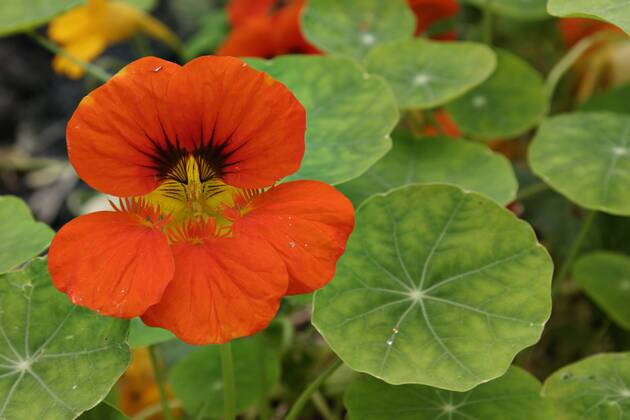 Grosse Kapuzinerkresse, Grosse Kapuziner-Kresse, Kapuzinerkresse, Kapuziner-Kresse (Tropaeolum majus), bluehend Indian cress, common nasturtium, garden nasturtium (Tropaeolum majus), blooming BLWS288375