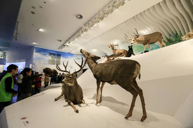 CHONGQING -- People visit the new Chongqing Museum of Natural History in Chongqing, southwest China, Nov. 15, 2015. The new Chongqing Museum of Natural History, the second largest natural museum in China, reopened on Nov. 9, 2015. ) (zwx) CHINA-CHONGQING-MUSEUM OF NATURAL HISTORY-REOPENING(CN) QinxTingfu 