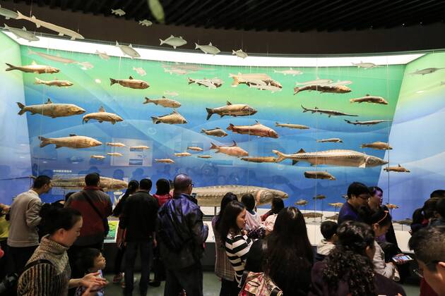 CHONGQING -- People visit the new Chongqing Museum of Natural History in Chongqing, southwest China, Nov. 15, 2015. The new Chongqing Museum of Natural History, the second largest natural museum in China, reopened on Nov. 9, 2015. ) (zwx) CHINA-CHONGQING-MUSEUM OF NATURAL HISTORY-REOPENING(CN) QinxTingfu 