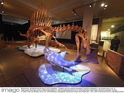 In Berlin wird ein weiteres Sensations-Exponat praesentiert: Das Skelett eines rund 15 Meter langen Spinosaurus ist im Naturkundemuseum in einer Wanderausstellung der US-amerikanischen Organisation National Geographic Society zu sehen (Foto von Montag, 08.02.16). Seit Dezember vergangenen Jahres kann zudem das Skelett des T-Rex , dem Tyroannosaurus Rex, besichtigt werden. Der Spinosaurus aegyptiacus war ein Fisch- und Fleischfresser, der vor rund 100 Millionen Jahren im heutigen Nordafrika lebte. Markenzeichen des gigantischen Dinosauriers war ein bis zu 2,20 Meter hohes knoechernes Segel ueber der Wirbelsaeule. Bei dem Berliner Ausstellungsstueck soll es sich um das weltweit erste nach wissenschaftlichen Erkenntnissen erstellte Skelettmodell des Raubsauriers handeln. (Siehe epd-Meldung vom 08.02.16) Weltweit groesster Raubsaurier ausgestellt: Berliner Naturkundemuseum zeigt Spi Copyright: epd-bild JuergenxBlume EDITORIAL USE ONLY