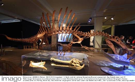 In Berlin wird ein weiteres Sensations-Exponat praesentiert: Das Skelett eines rund 15 Meter langen Spinosaurus ist im Naturkundemuseum in einer Wanderausstellung der US-amerikanischen Organisation National Geographic Society zu sehen (Foto von Montag, 08.02.16). Seit Dezember vergangenen Jahres kann zudem das Skelett des T-Rex , dem Tyroannosaurus Rex, besichtigt werden. Der Spinosaurus aegyptiacus war ein Fisch- und Fleischfresser, der vor rund 100 Millionen Jahren im heutigen Nordafrika lebte. Markenzeichen des gigantischen Dinosauriers war ein bis zu 2,20 Meter hohes knoechernes Segel ueber der Wirbelsaeule. Bei dem Berliner Ausstellungsstueck soll es sich um das weltweit erste nach wissenschaftlichen Erkenntnissen erstellte Skelettmodell des Raubsauriers handeln. (Siehe epd-Meldung vom 08.02.16) Weltweit groesster Raubsaurier ausgestellt: Berliner Naturkundemuseum zeigt Spi Copyright: epd-bild JuergenxBlume EDITORIAL USE ONLY