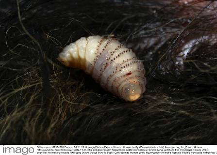 Human Botfly Locations