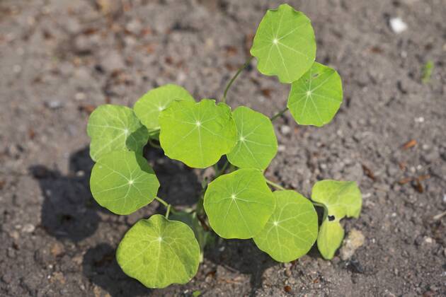 Grosse Kapuzinerkresse, Grosse Kapuziner-Kresse, Kapuzinerkresse, Kapuziner-Kresse (Tropaeolum majus), Jungpflanzen im Garten Indian cress, common nasturtium, garden nasturtium (Tropaeolum majus), young plants in the garden BLWS429714 Copyright: xblickwinkel F.xHeckerx