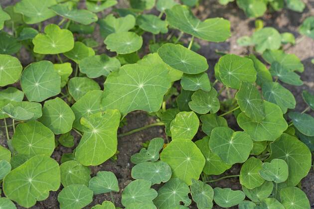Grosse Kapuzinerkresse, Grosse Kapuziner-Kresse, Kapuzinerkresse, Kapuziner-Kresse (Tropaeolum majus), Jungpflanzen im Garten Indian cress, common nasturtium, garden nasturtium (Tropaeolum majus), young plants in the garden BLWS429715 Copyright: xblickwinkel F.xHeckerx