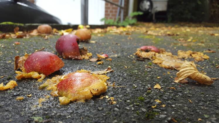 Apfel (Malus domestica), ueberfahrene Aepfel auf einem Parkplatz, Fallobst, Deutschland apple (Malus domestica), overrun apples on a parking lot, windfall, Germany BLWS437187 Copyright: xblickwinkel fotototox